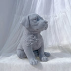 Side profile of gray seated puppy with rounded muzzle
