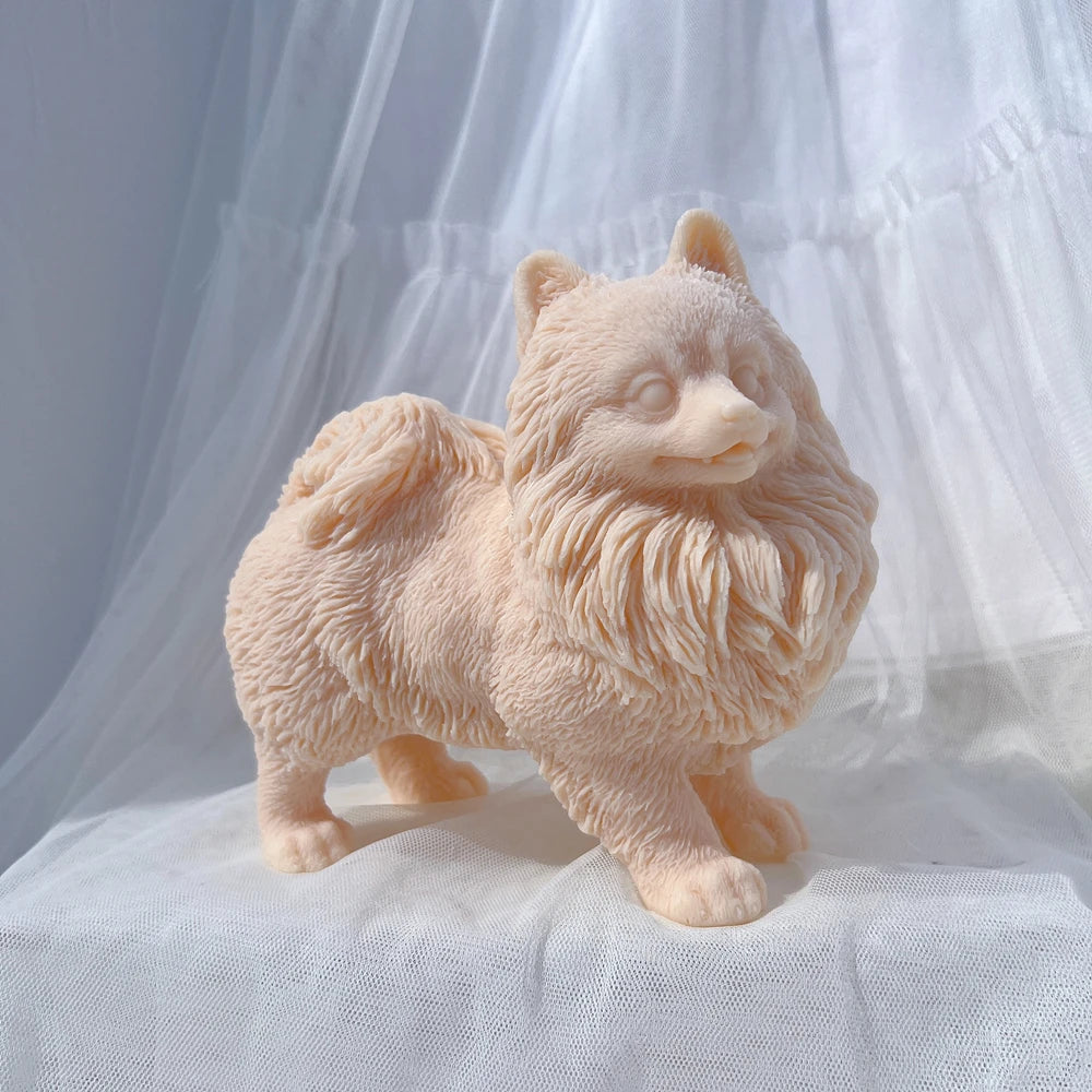 Peach Pomeranian casting with pointed ears and thick chest fur