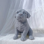 Gray puppy showing textured chest and front paws