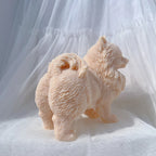 Rear three-quarter view showing the Pomeranian's tail curled over its back