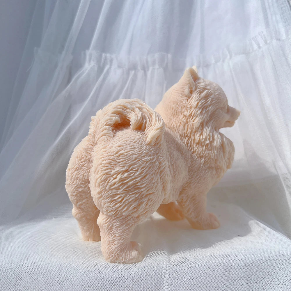 Rear three-quarter view showing the Pomeranian's tail curled over its back