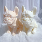 Angled seated French bulldogs with sturdy paws
